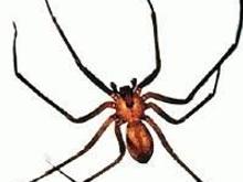 Brown Recluse.jpg