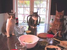 sushicats1_light.jpg