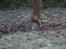 Ashridge 015.jpg