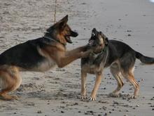051124 Dogs on beach 4340.JPG