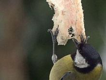 Parus_major.jpg