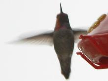 060319 red hummer 5348.JPG
