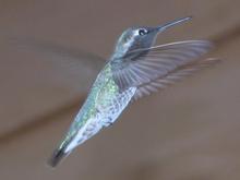 060322 one grenn bird 5471.JPG