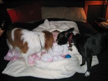 charlotte&dogs.jpg