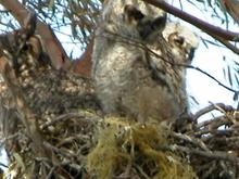 060418 three owls 5836.JPG