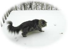 llynx2.jpg