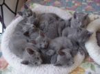kittens