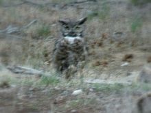 Owl in Colorado.JPG