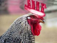 rooster.jpg