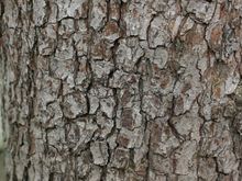 IMG_1742.JPG