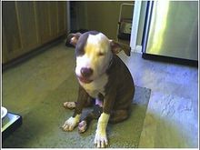 DieselKitchen6monthsOld.jpg