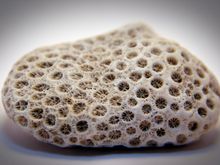 coral2.jpg