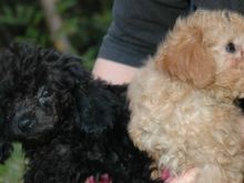 Flo and Molly.jpg
