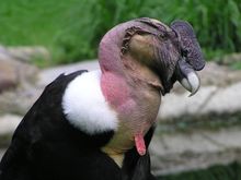 zoo1.jpg