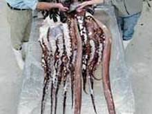 colossal squid.jpg