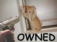 scaredcat1 copy.jpg