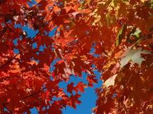 Patty's Fall Color picture.jpg