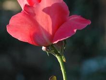 DSC_6347 071115 orange rose.JPG