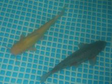 20inch catfish.jpg