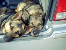 Dogs in van 2-2003.JPG
