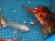 happykoi1.jpg