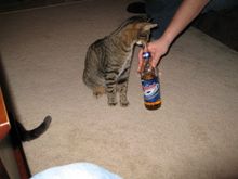 IMG_0229.jpg