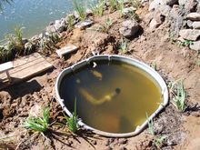 Pond Makeover 2008-03-08_10.JPG