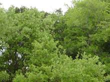 Cnv0101.jpg