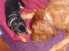 Dogs 8-0019.JPG