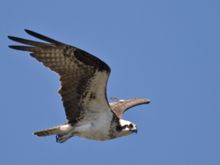 DSC_4965.jpg