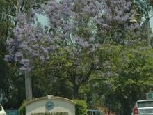 DSC_9279 080531 Mission Viejo tree.JPG