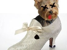 yorkieshoe copy2.jpg