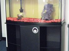FishTank.JPG