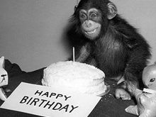 birthdaymonkey.jpg
