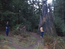 Hole 15 Redwood curtain.  315ft, behind the dead stump on th