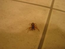 nz spider 2.JPG