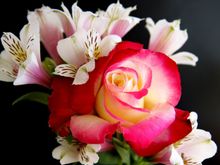 IMG_2377_ROSE_PSD.jpg