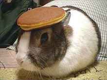 BunnyCake.jpg