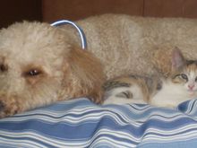 Mo and Cali resized.jpg
