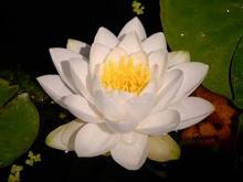 OregonGarden6M.jpg