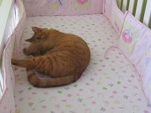 Beemer in crib 5.JPG