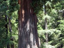 03 the tree.jpg