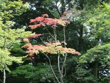 IMG_1120 (Large).JPG
