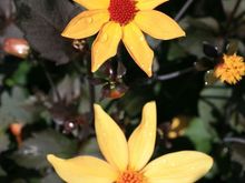 IMG_9536.JPG