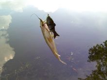 PIC-0283.jpg