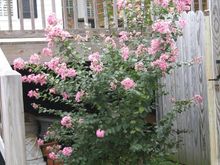 IMG_1060.jpg