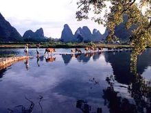 a yangshou water buffalo.jpg