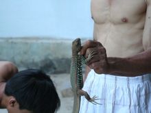 day 4 lizard 3