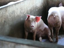 pig2