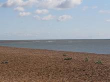IMG_3853 (Large).JPG
